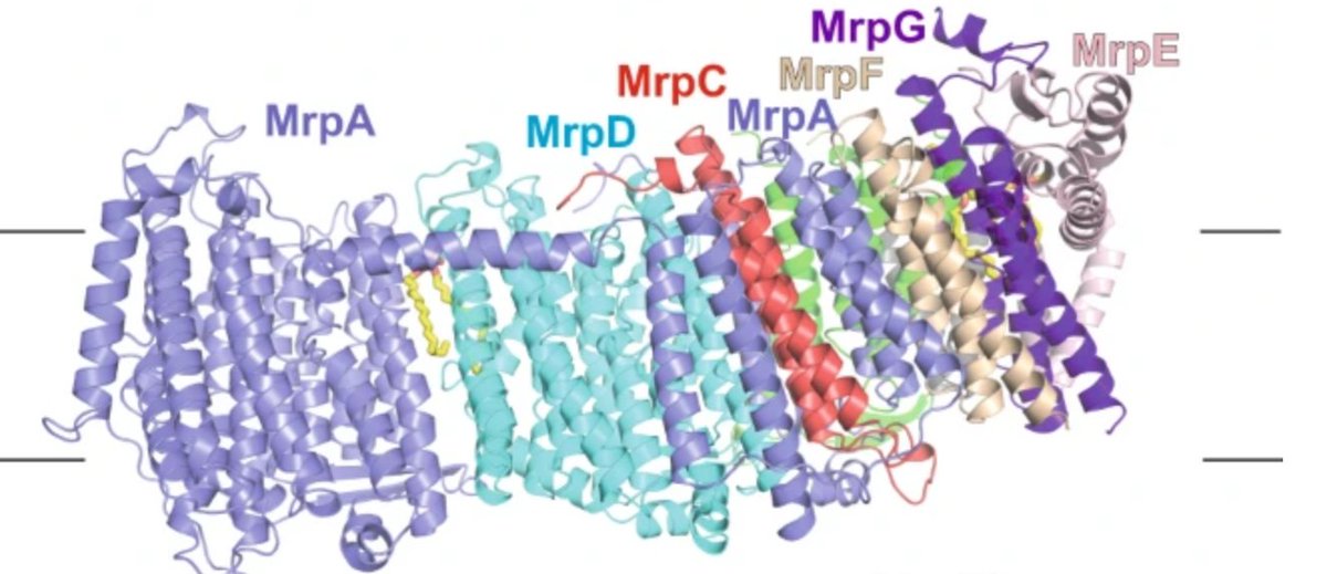 We are happy to report our joint structural-simulation work on sodium translocating Mrp antiporter. @NatureComms 
nature.com/articles/s4146…
High resolution structure (2.2 Å) solved by @YongChan_zzz and MD simulations by @OutiHaapanen