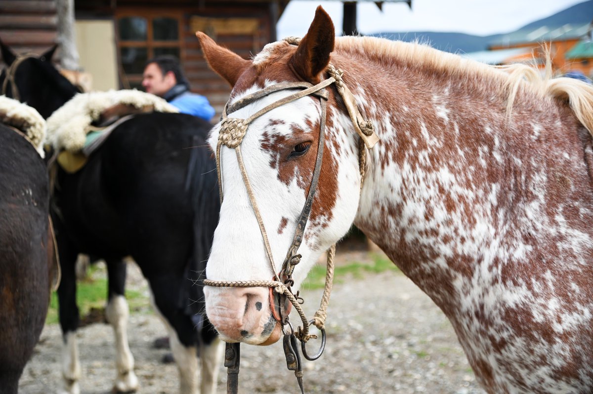 Tierra del Fuego tiene paisajes y rincones ideales para recorrerlos a caballo. ¡Tierra del Fuego es emoción a primera vista! #Ushuaia #TierraDelFuego #FinDelMundo #NaturalezaAlFin #LaRutaNatural