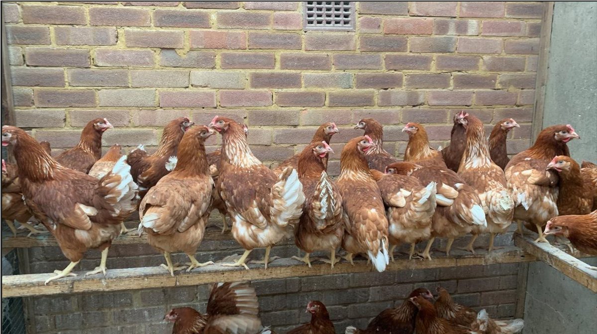 Good News .... Brown Rangers available ... 🐔 - mailchi.mp/e8bb5b6ff783/o…