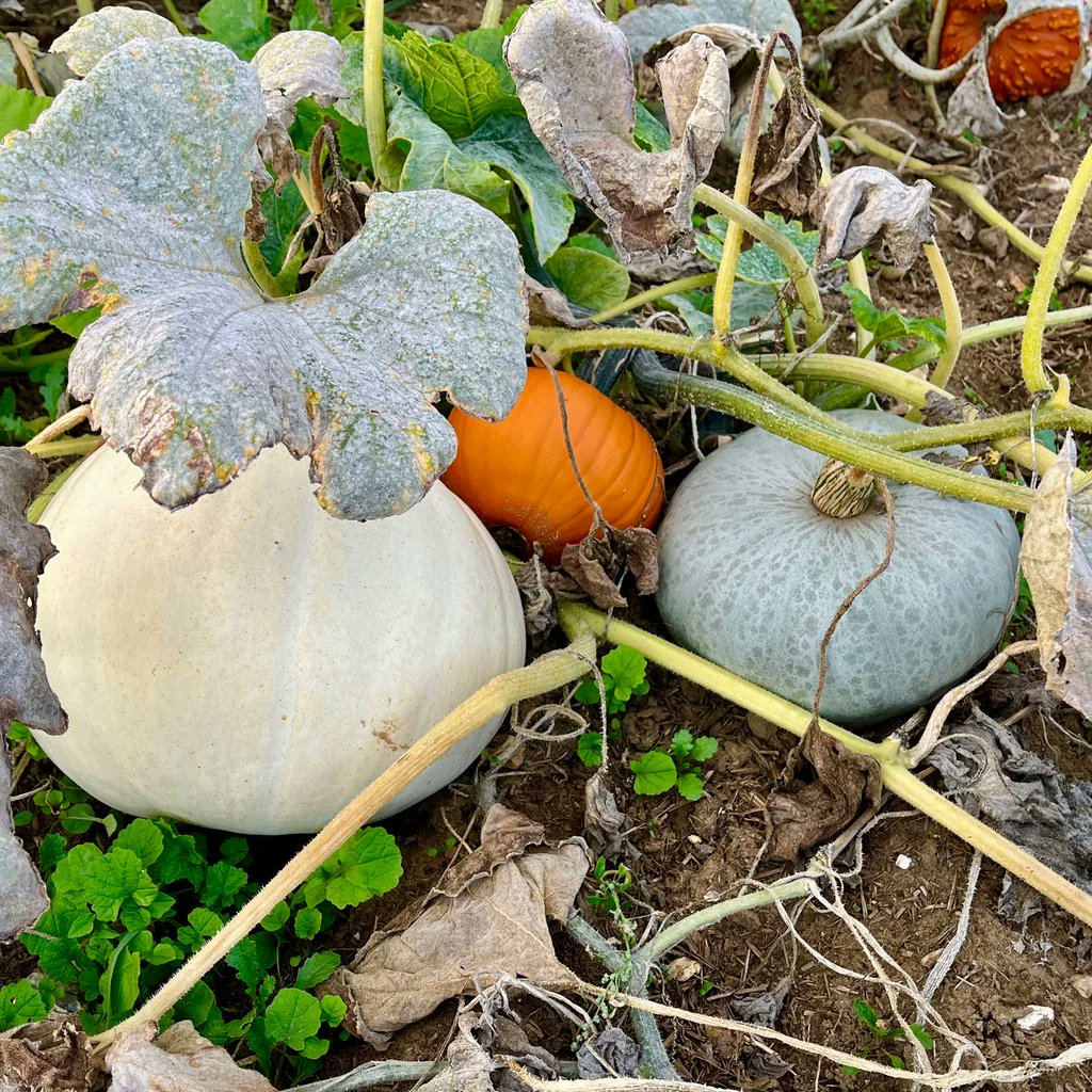 It’s Pumpkin Time again!🎃
Rougham Pumpkins is open again this weekend, 15, 16 October, 9-5
🎃
Posh toasties, smoked meats, licensed bar, games and more
linktr.ee/roughamestate
🎃
Don’t forget we are open daily from 20-30 October, over half term

Nr Bury St Edmunds
Suffolk