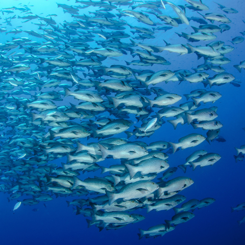 perryinstitute's tweet photo. 🌕️ Fun Fact: Gray snappers are nocturnal predators that eat a variety of species ranging from #fish to invertebrates. They spawn or breed in the summer around the full moons.

#fisheriesresearch #fishfactfriday #snappers #graysnapper #wethereef #reefrescue #fishinglife https://t.co/wS2hwHXpS7