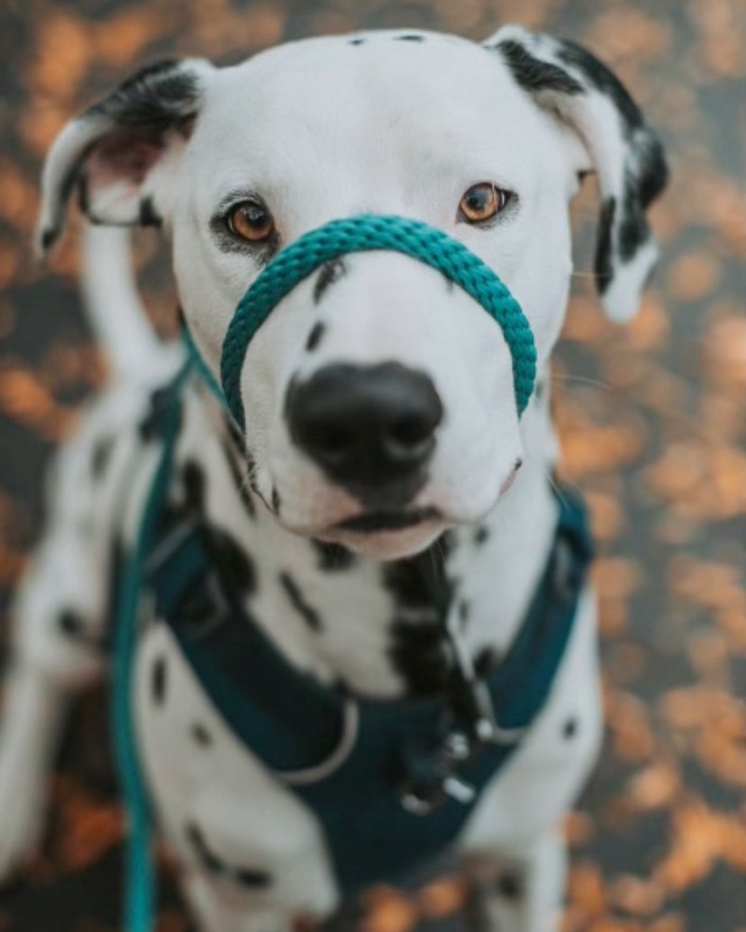 Nonotweaver's tweet photo. My handsome boy. 

#dalmatian #DogsofTwittter #dogsoftoronto #dog https://t.co/3OqlGrTapA