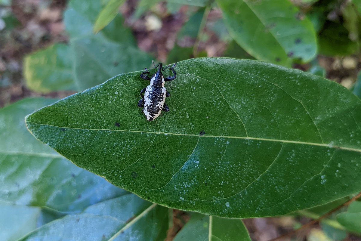 Cryphalus's tweet photo. Heilipus squamosus, the avocado tree girdler, a native weevil observed here chewing on a young swamp bay (Persea palustris) in Alachua County, Florida (2022-Oct-01). This is a minor pest of avocado, and also feeds on other Lauraceae widely in the Southeastern US. https://t.co/bBAoGe39dL