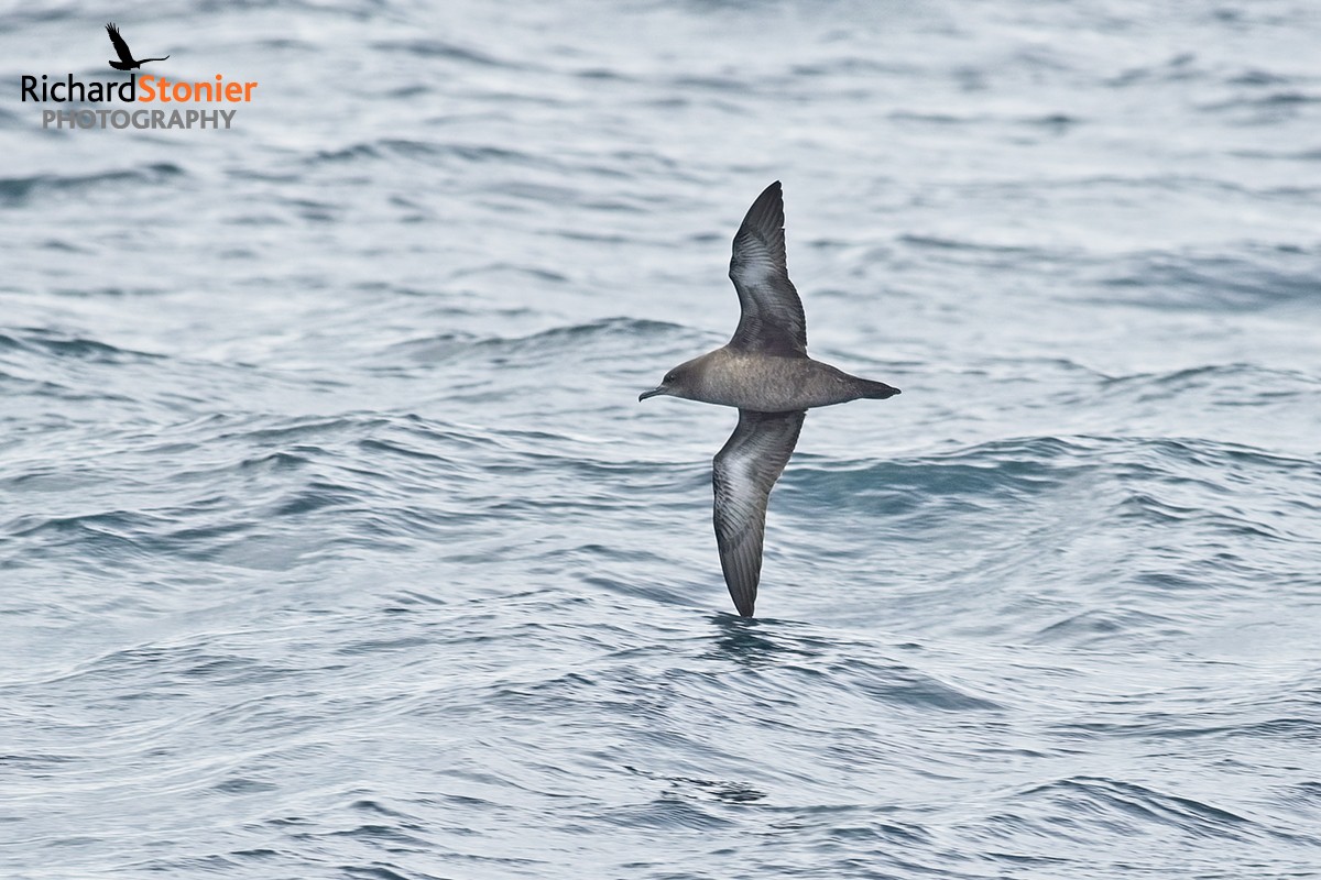 Sooty Shearwaters from today's @Scillypelagics