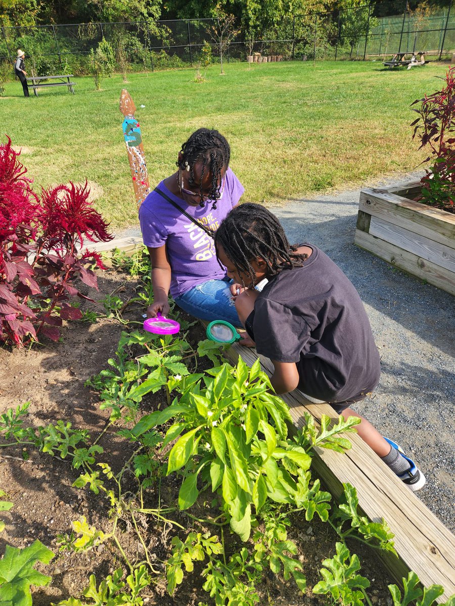 CityBlossoms's tweet photo. Explore with us at our Community Green Spaces this fall! 🔎🌿

Visit https://t.co/4pvuMrVu5y to find upcoming drop-in Open Times programming and volunteer opportunities near you! 

#fall #gardening #kidsgarden #youth #afterschoolprogram https://t.co/uVh3HkAZPi