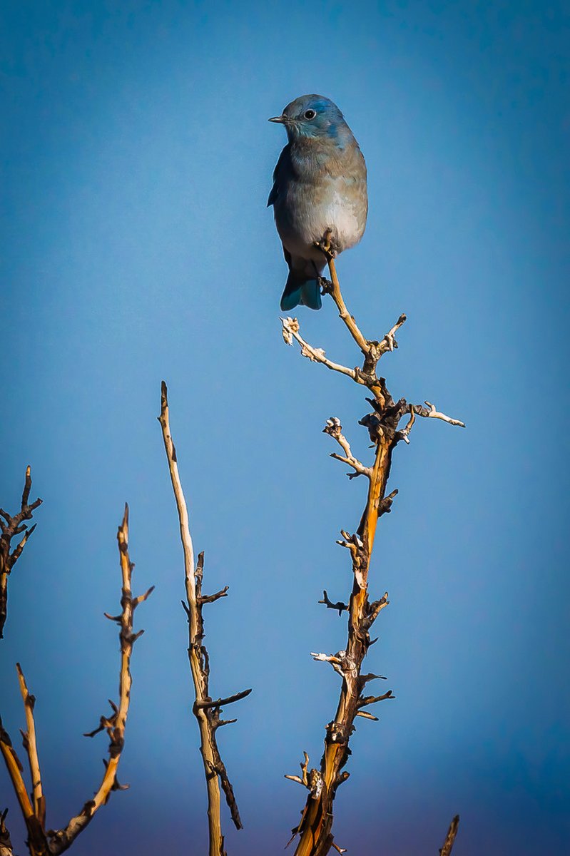 CalifFallColor's tweet image. Mountain bluebirds are harvesting the last berries at Lobdell Lake before flying south, as #winter approaches. For more, visit CaliforniaFallColor.com @VisitCalifornia @EasternSierra #birdwatching #autumn #fallcolor #autumnwatch #birding