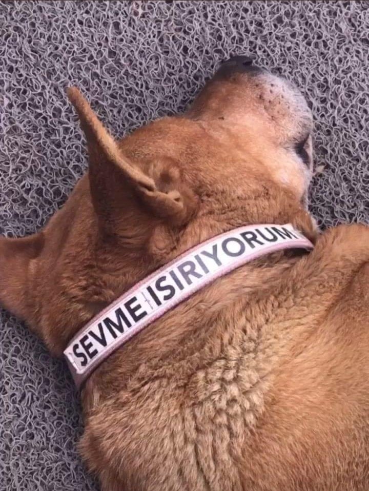 Out Of Context Animals tweet media