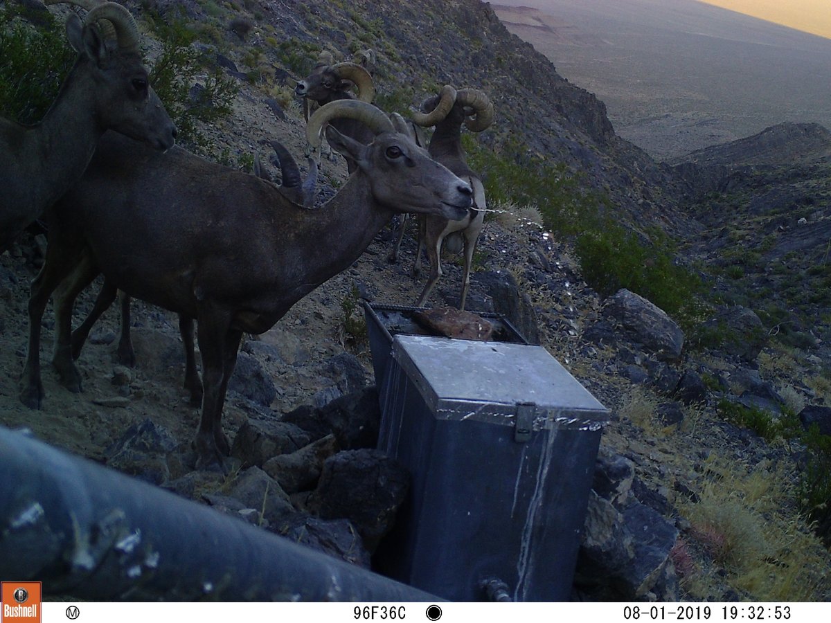 da_glassy's tweet photo. Our paper looking at the connections between local weather conditions, desert bighorn sheep movement, and desert bighorn sheep use of water sources is published! Many thanks to @SchmitzLab. DM me if you want a copy! @wildlifesociety 

https://t.co/XUkq9NaG6l https://t.co/D9yPbh1hia