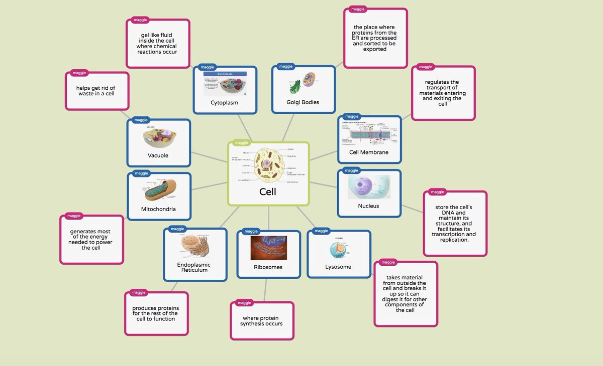 Maggie776318211's tweet photo. here is one of my concept map ideas using poppet for my educ387 class :) @poppletapp #educ387013 #conceptmapping #cellparts https://t.co/iDj9JdD7Di