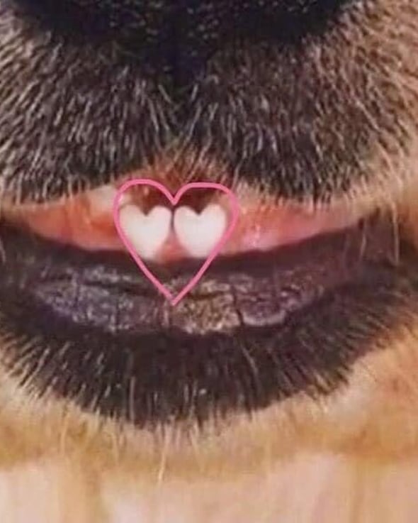 Tiene los dos dientitos con forma de corazón 😭❤