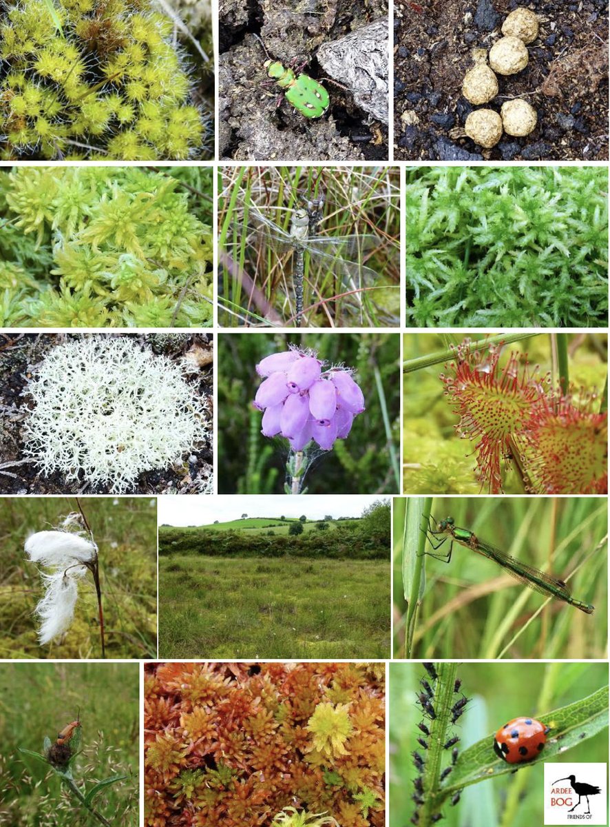 Friends of Ardee Bog tweet media