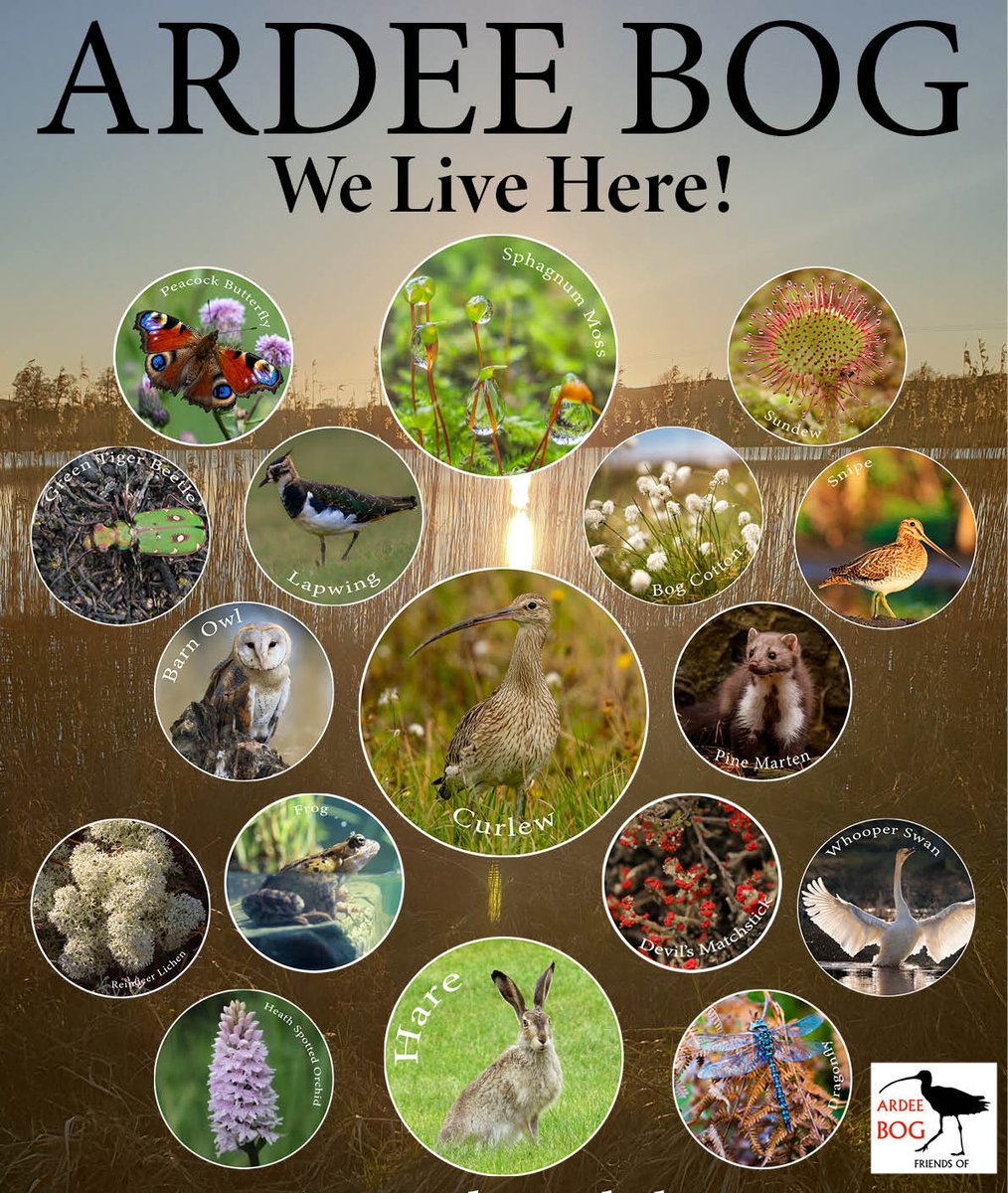 Friends of Ardee Bog tweet media