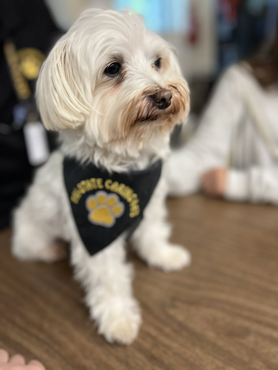ghs_whitecar's tweet photo. We had some adorable visitors in class today! #collsedu https://t.co/Vmg4BYEV8H