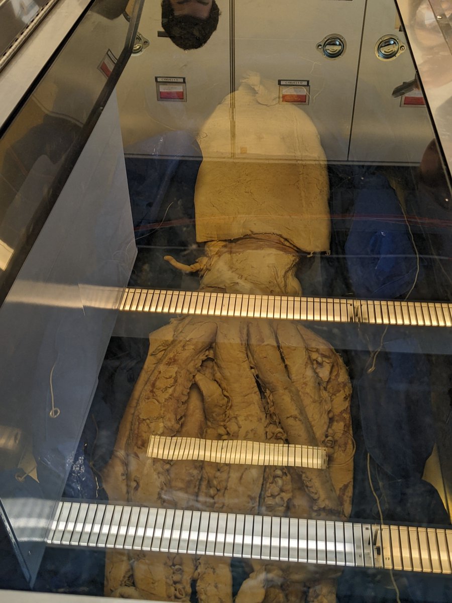 conkshelll's tweet photo. I had a fantastic time at #SCCSNY! So many great talks &amp; posters by budding conservationists who are going to change the world. I got to share my work on larval dispersal and meet awesome folks - but I'd be lying if I didn't say the highlight was seeing the giant squid at @AMNH. https://t.co/Xv3aEoboNb