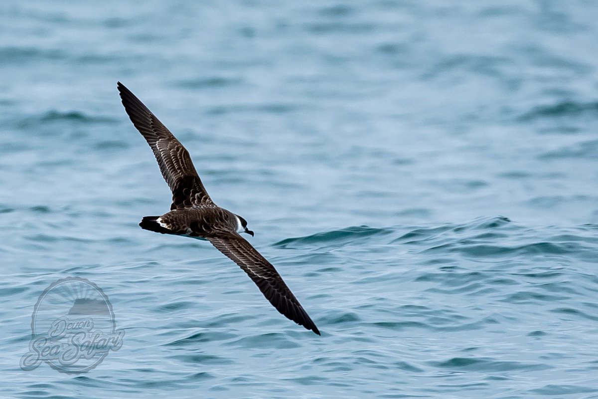 Devon Sea Safari tweet media