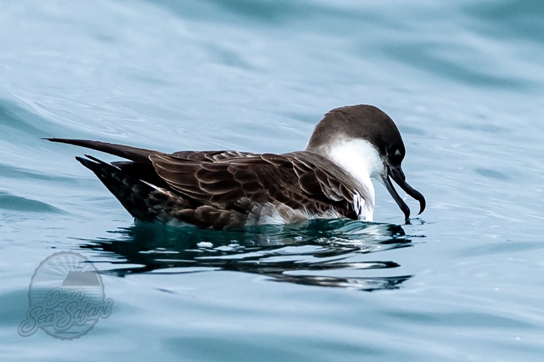 Devon Sea Safari tweet media