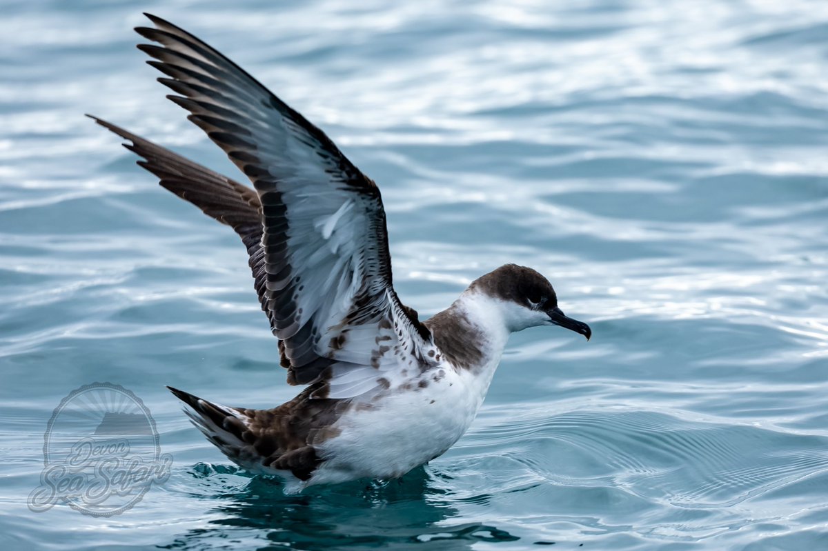Devon Sea Safari tweet media