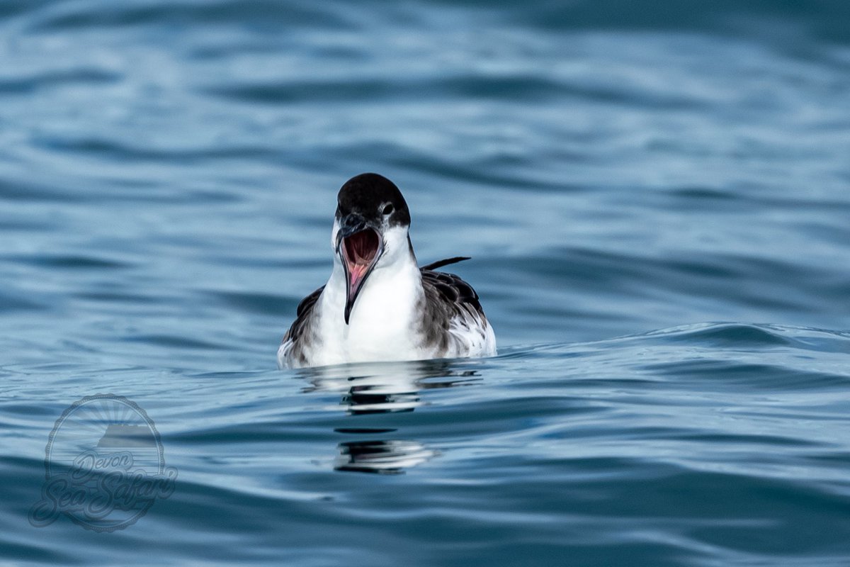 Great Shearwaters In Lyme Bay !Scattered small flocks 2-5miles East of Torbay. 
#greatshearwater #seabirds #devon <a href="/diybirders/">Anna Hughes🇪🇺</a> <a href="/clennonvalley/">Mike Langman</a> <a href="/southdevonbirds/">Chris' Wildlife Sightings & Photography</a>