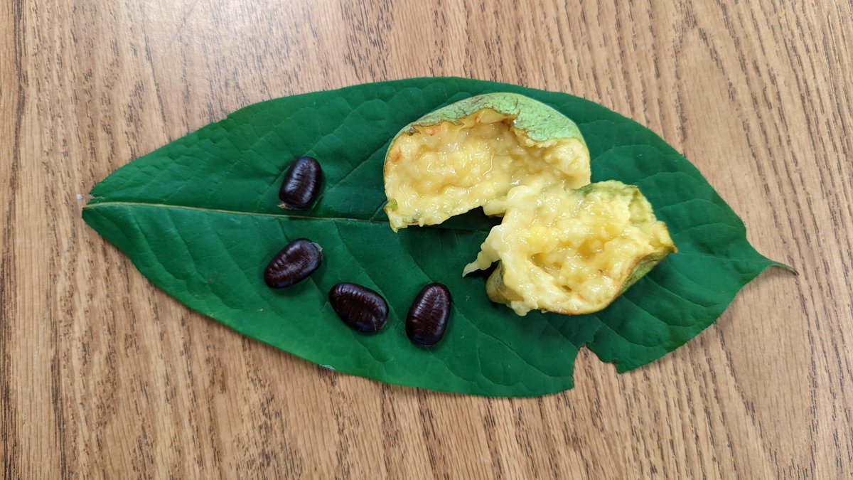 jen_yonally's tweet photo. @weatherchannel Yes! My kindergarten class recently discovered this tree on our nature trail during a Forest Friday walk. We cut it open to smell - surprisingly, for NE Ohio, it was tropical scented. https://t.co/JxuxiSuJ9I