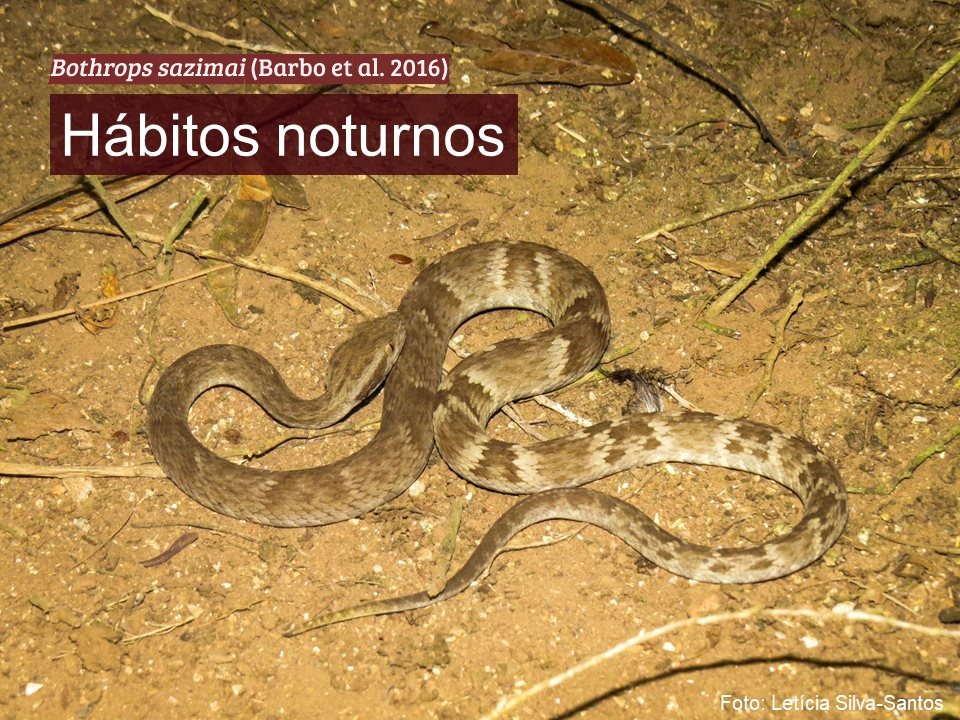 CC_Serpentes's tweet photo. Sabia que existem CINCO ilhas cheias de Jararacas no Brasil? São 5 espécies em 5 ilhas diferentes. Veja o mapa.
Hoje iniciamos com a Bothrops sazimai, que ocorre apenas na Ilha dos Franceses, no Espírito Santo. Pois salve este post para conhecer as outras 4 espécies em breve. https://t.co/YOTzS5x2uU