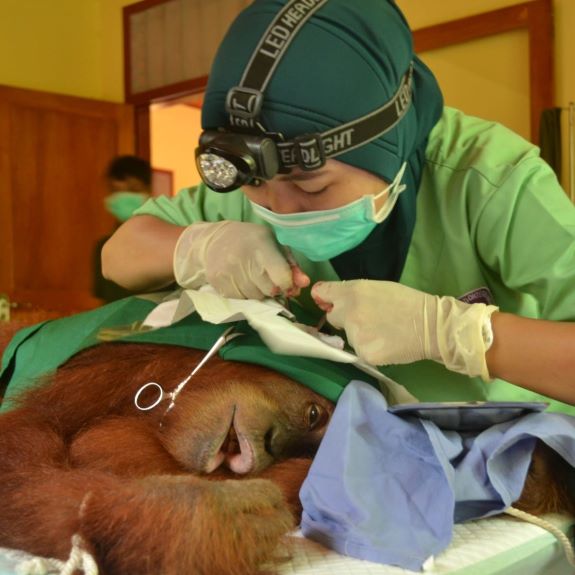 On #InternationalDayOfRuralWomen, we thank the dedicated #women who work in rural areas, caring for orangutans, engaging communities, educating school children, and more. Thank you for all that you do!

#TheOrangutanProject #TOP #SavingOrangutans #WomenInConservation