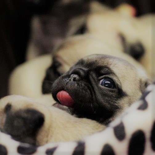 chugs_cd's tweet photo. Just a sleepy blep 😋 https://t.co/mV3yy6yDlm