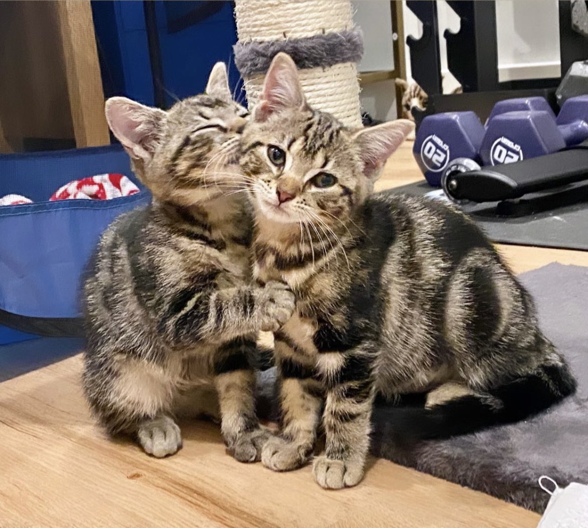 my dear friend rescued these kittens, they’re now 11 weeks old and looking for their forever home (must go together). if you need this cuteness in your life, send me a message!