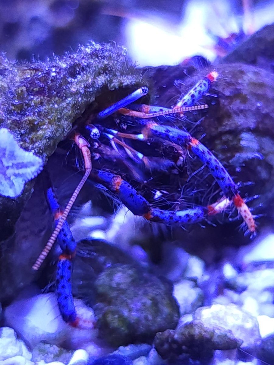 PixelInnIRL's tweet photo. #crabby today? Still deciding on which to use. Make sure to vote. #pixelinn #pillow2pixel or #pixel2pullow ??? 🤔 https://t.co/enQPNMX63R