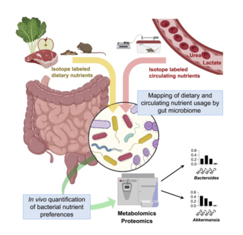 GutMicrobiota Health tweet media