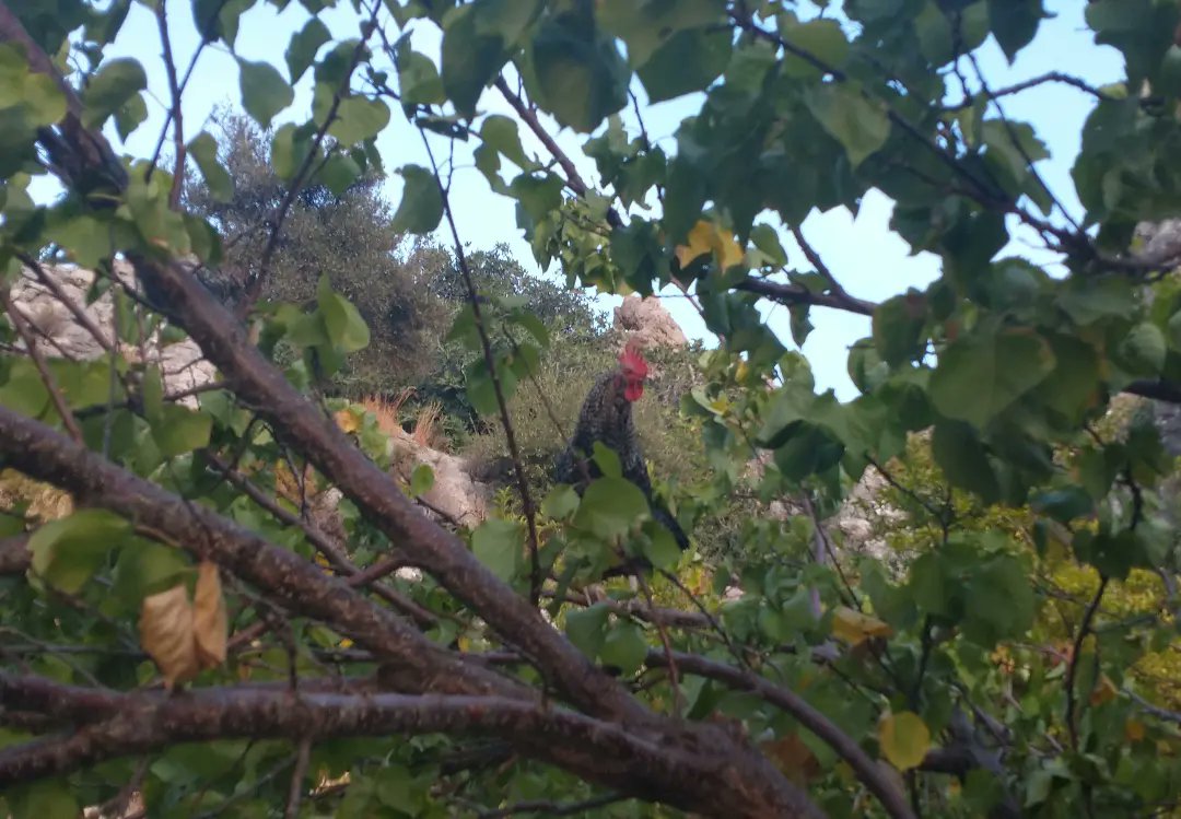 LizleyFowler's tweet photo. Got to go home tomorrow so last gratuitous sunset plus a tree climbing chicken. Might not miss the 3.50am cock-a-doodle. Will miss the place and people. Great route to finish - must have had a lucky belayer as it didn't feel so hard the go I stayed on 🙂 https://t.co/oTwOnPsMTf