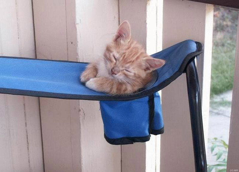pouchedgato