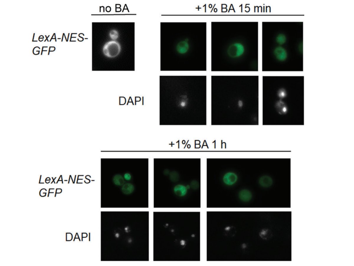 EurJBiol's tweet photo. 📢📢📢A paper published in the recent issue of European Journal of Biology “Benzyl Alcohol Increases Diffusion Limit of Nuclear Membrane in Saccharomyces cerevisiae Cells”
Read more: 
https://t.co/aQqBJca3no

https://t.co/DUqQ2iptal https://t.co/ywQ4IhPMIy