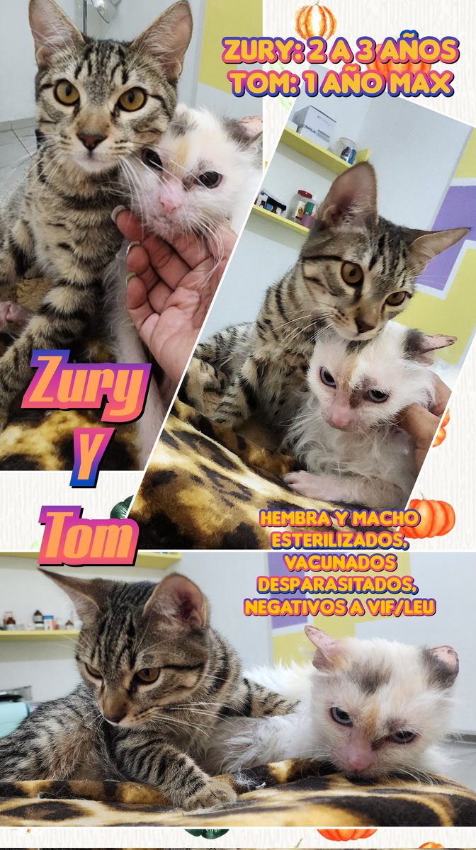#FamiliaFelina
Nomás no se reciben solicitudes de adopción para #Zury y #Tom.
Zury es una peque insegura y por eso debe irse con su hermano de albergue.
Zury tiene desde Marzo con nosotros.Ya se ganó #AdopciónResponsable; no es justo que siga en jaula. PetMomm d Narvarte la tiene