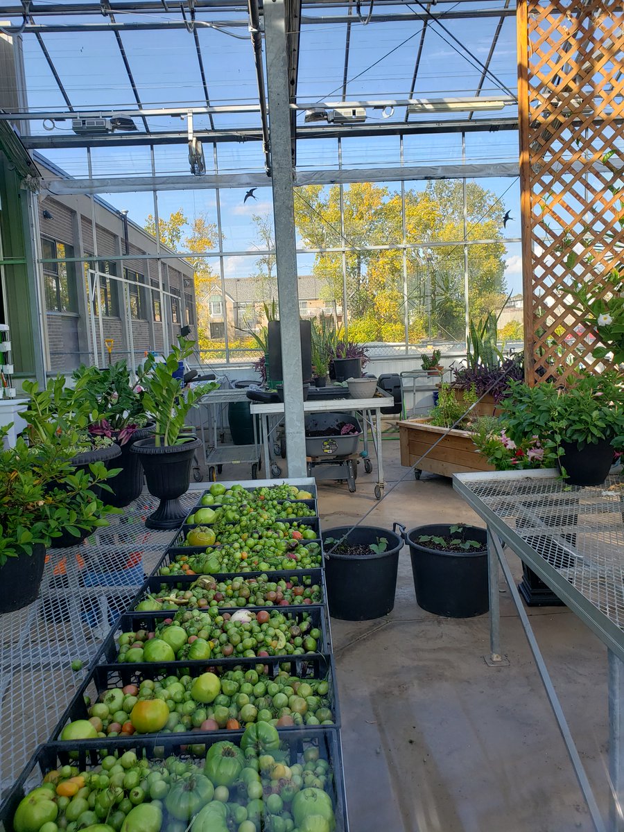 Digit (@dsbndigit) on Twitter photo Beautiful day for an end of the season harvest in <a href="/ProjectSHARE_NF/">Project SHARE</a> community gardens!
<a href="/DSBNTech/">DSBN Tech</a> <a href="/spartannation_/">Westlane Spartans</a> <a href="/DSBNDigIt/">Digit</a> Beautiful day for an end of the season harvest in <a href="/ProjectSHARE_NF/">Project SHARE</a> community gardens!
<a href="/DSBNTech/">DSBN Tech</a> <a href="/spartannation_/">Westlane Spartans</a> <a href="/DSBNDigIt/">Digit</a>