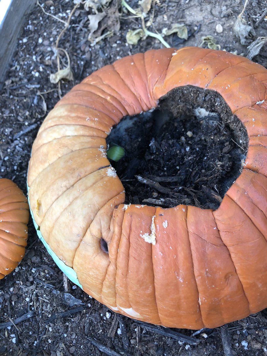 juliterrain's tweet photo. 1st grade pumpkin patch. Day 8 of growing pumpkin in a pumpkin! So much to learn-we will definitely have some knowledge of decomposition when we come back to life science in the spring. #firstgradescience @FSHISD https://t.co/UY8lOYefmX