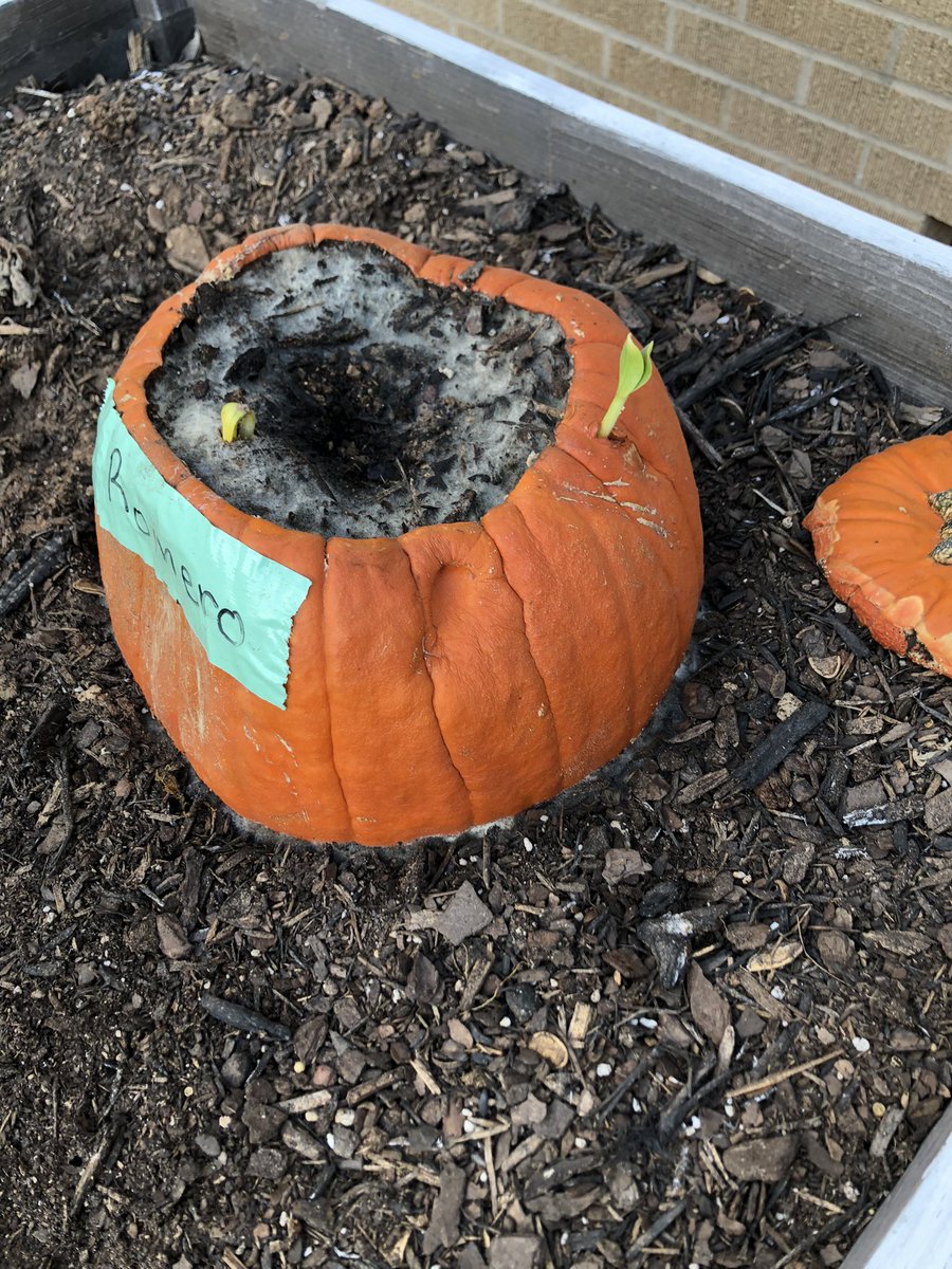 juliterrain's tweet photo. 1st grade pumpkin patch. Day 8 of growing pumpkin in a pumpkin! So much to learn-we will definitely have some knowledge of decomposition when we come back to life science in the spring. #firstgradescience @FSHISD https://t.co/UY8lOYefmX