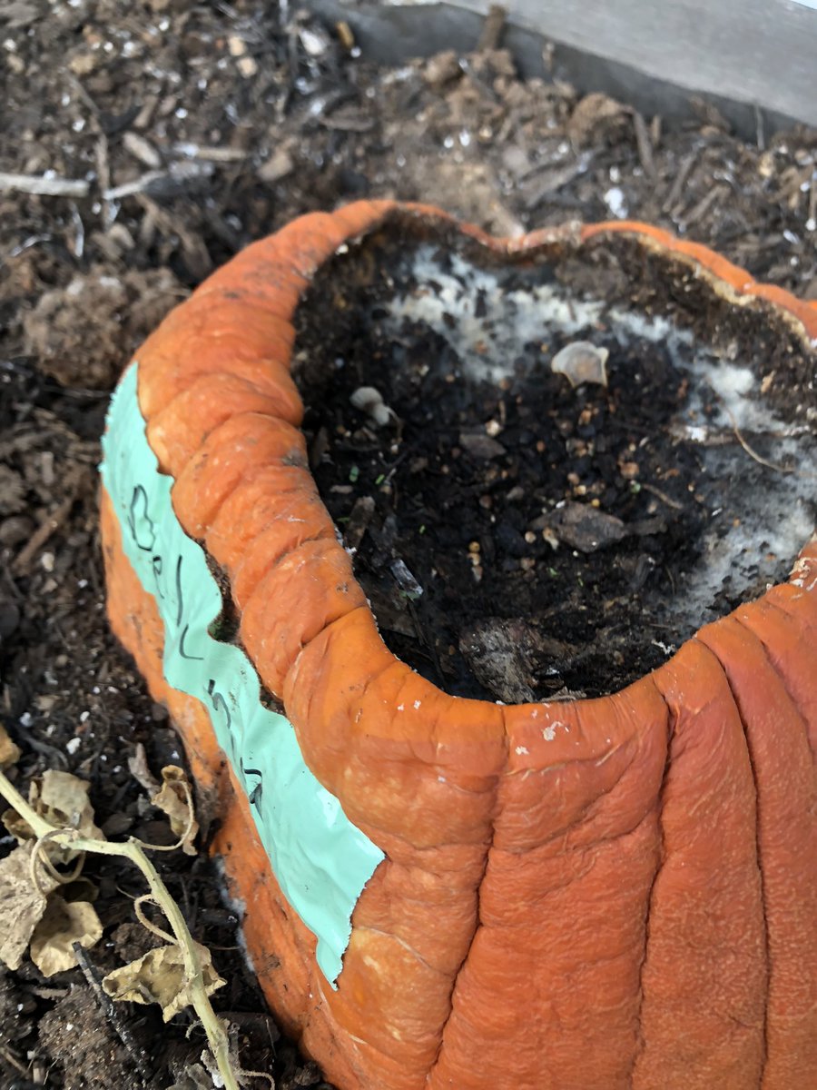 juliterrain's tweet photo. 1st grade pumpkin patch. Day 8 of growing pumpkin in a pumpkin! So much to learn-we will definitely have some knowledge of decomposition when we come back to life science in the spring. #firstgradescience @FSHISD https://t.co/UY8lOYefmX