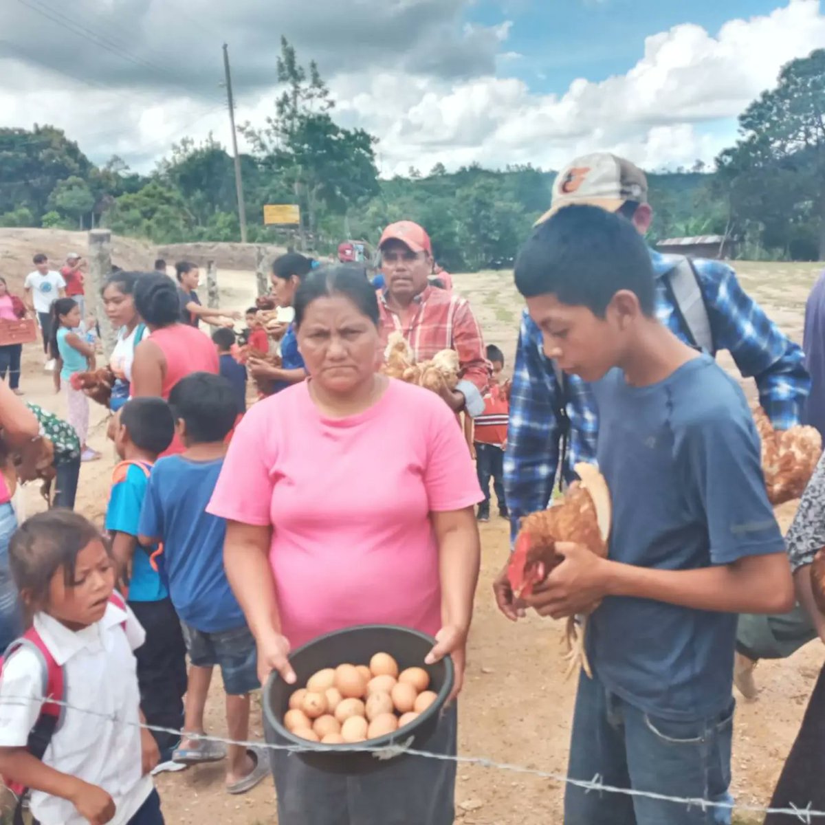 Cehprodechn's tweet photo. 🐔 Entrega de gallinas en la comunidad de Simpinula, Santa María.
#FincasIntegrales
#Agroecología https://t.co/FJXXlyeJo8