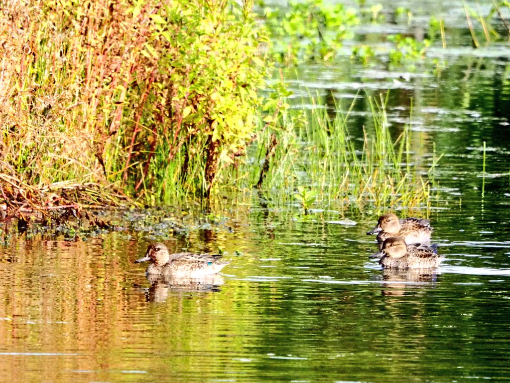 Autumn Splendour @RSPBEngland #PhotoImpressionism @gateshead #FarPasture
#TwitterNatureCommunity
#birdphotography
@Mlifephoto @bettyjo62
@czykjo @JohnLalitav @DaveGreen1963 @tomrattpoet @NatureAnimalsP1 @DavidMariposa1 @Meri93019495 @Goodpplevibes
@nicklin_terry @Jonestheregen