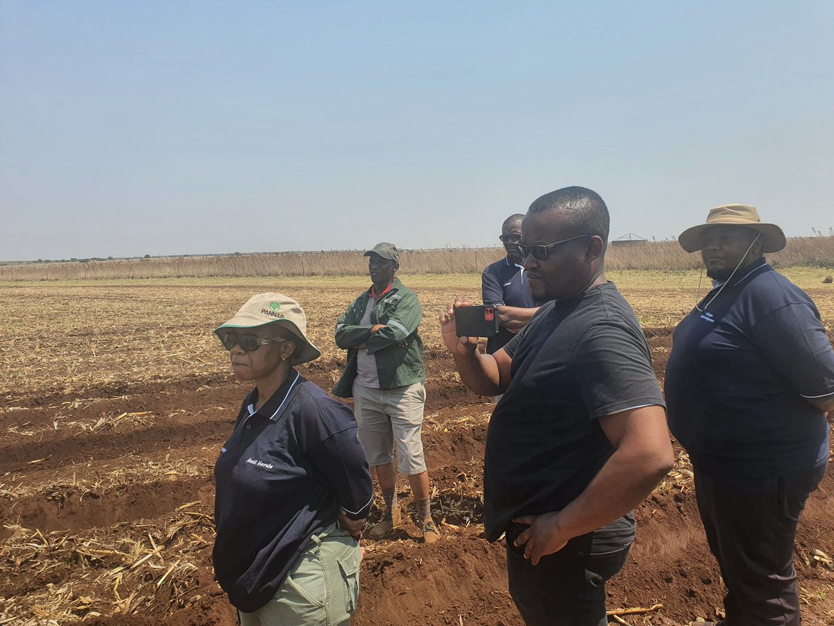 MatsaunyaneBame's tweet photo. @nwpg_dard smallholder potato farmers accompanied by @ARCSouthAfrica researchers visiting a commercial potato farmer to learn more about commercial potato production, in preparation for the their second potato season
#BokgoniBophirima #SmallholderFarmerDevelopment https://t.co/o5P39t3p3n