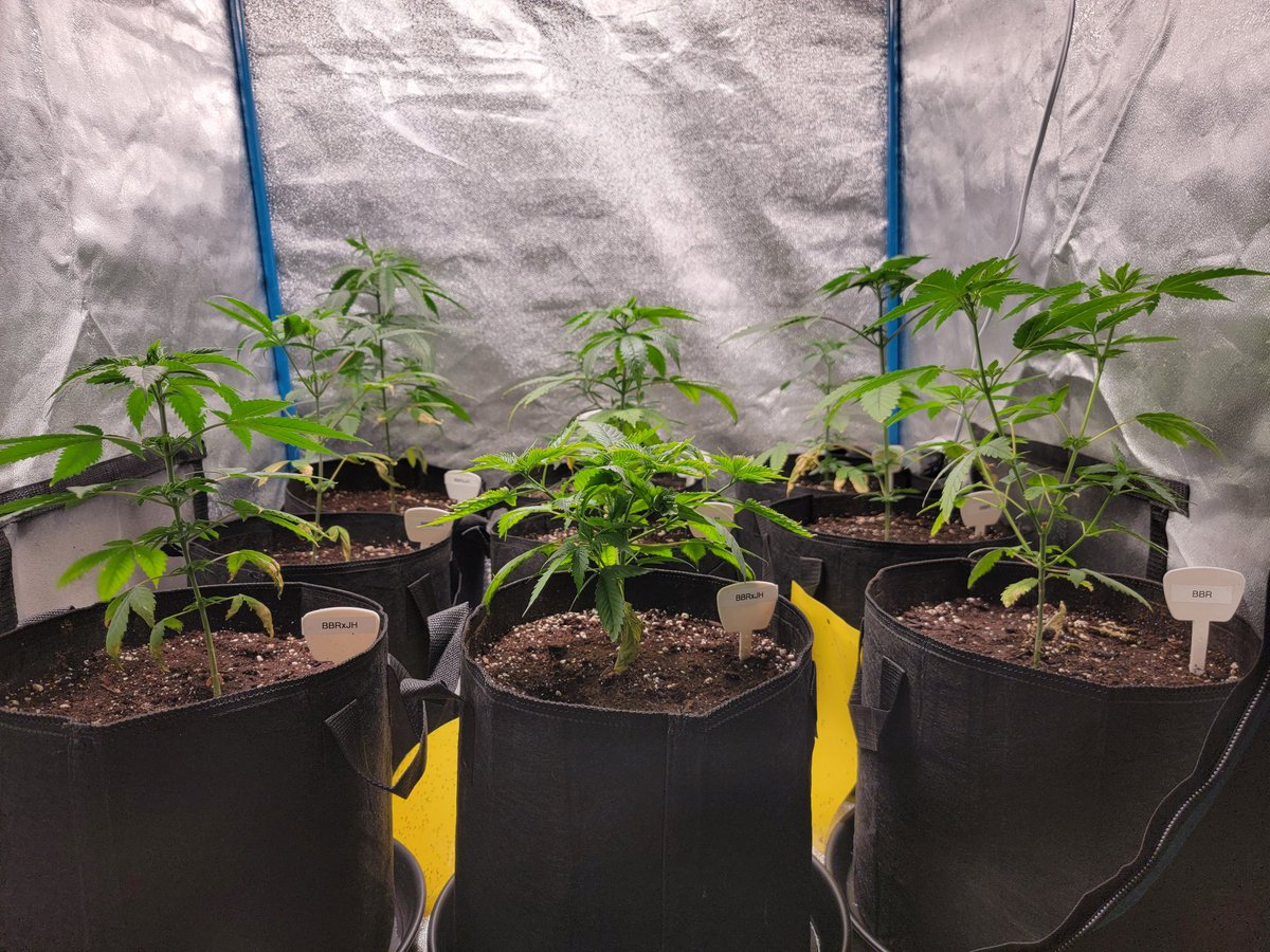 KC_Flower_Power's tweet photo. Just got done feeding the Blueberry Runtz &amp; Blueberry Runtz x Jack Herer testers from @SnGGenetics and White Widow clone. They're hanging out under the @spiderfarmerled #SF1000 @SfVilina https://t.co/G7uhCG7Dj5