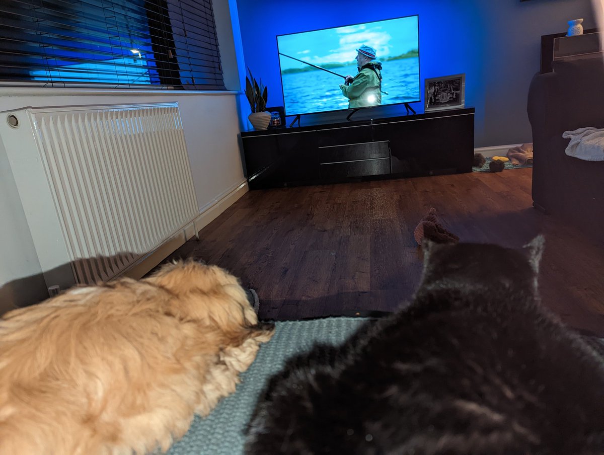 Claypoleus's tweet photo. @RealBobMortimer, watching gone fishing, the only time both my cat and dog tolerate each other for 30 minutes. 👍 https://t.co/pOTFUirusm