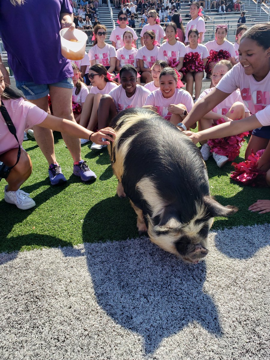 CHS_Rangers's tweet photo. Mr. Jeff Johnson kissed a pig at our pep rally for raising the most money for Texas Children's Hospital (Oncology Unit). Clements as a whole raised a total of $3,767. Way to go Rangers!!! https://t.co/76Ja7EPdg7