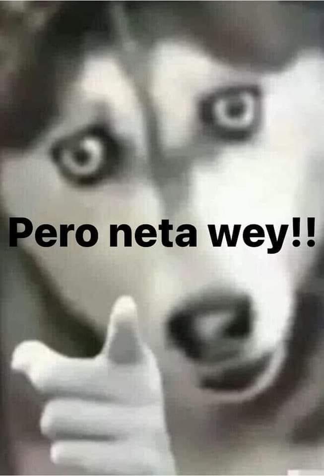ElJeringasLoko's tweet photo. Yo en la peda diciéndole a desconocidos que un día salgamos: https://t.co/hmwniNZJXs