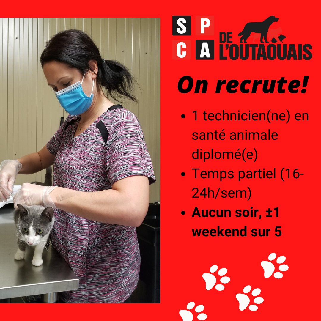 On recrute un(e) TSA à temps partiel! Pour consulter l'offre d'emploi : spca-outaouais.org/nouvelles/offr…