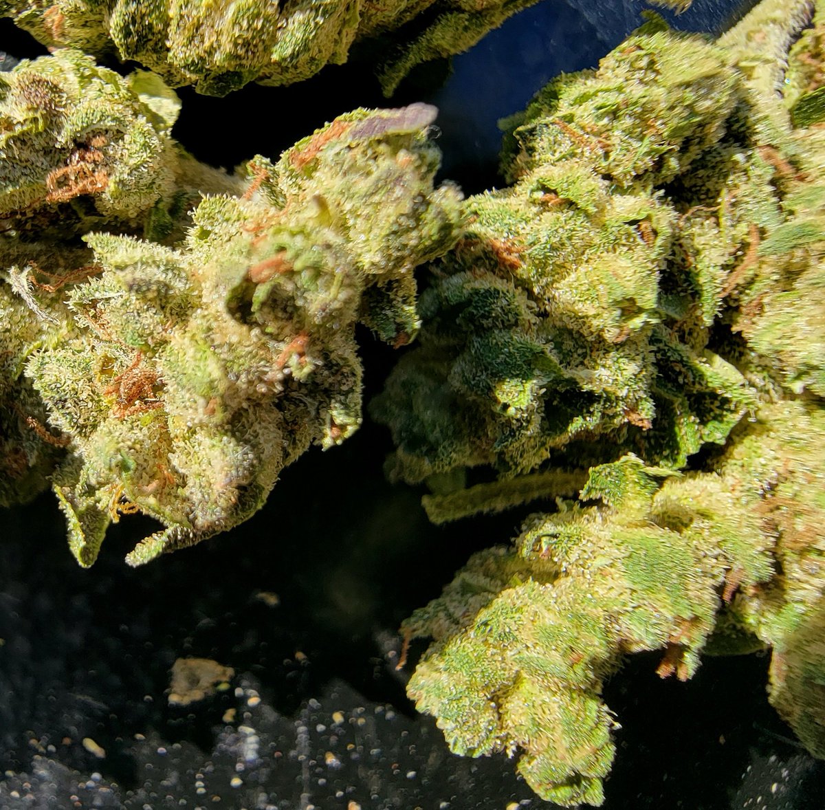 DevilBurnsTrees's tweet photo. First up let's talk about the lowest price Heady on the menu: Cherry Diesel

Nugs are on the airy/dense side, nose is accurately pungent - as is the flavor! The high was absolutely enjoyable, fit leafly's profile quite well. At the price, just wowow 🔥 @DabsSci 

#cannfam https://t.co/wEy0rQEaNt