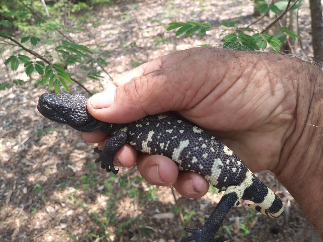 CONAPgt's tweet photo. Personal #Guardarrecursos del #CONAPOriente liberó a un ejemplar de #Heloderma (charlesbogerti), en el Parque Regional Municipal Niño Dormido, Cabañas Zacapa.
Considerada especie indicadora del estado de conservación del bosque seco, 👇 https://t.co/2IPaOoyHjn