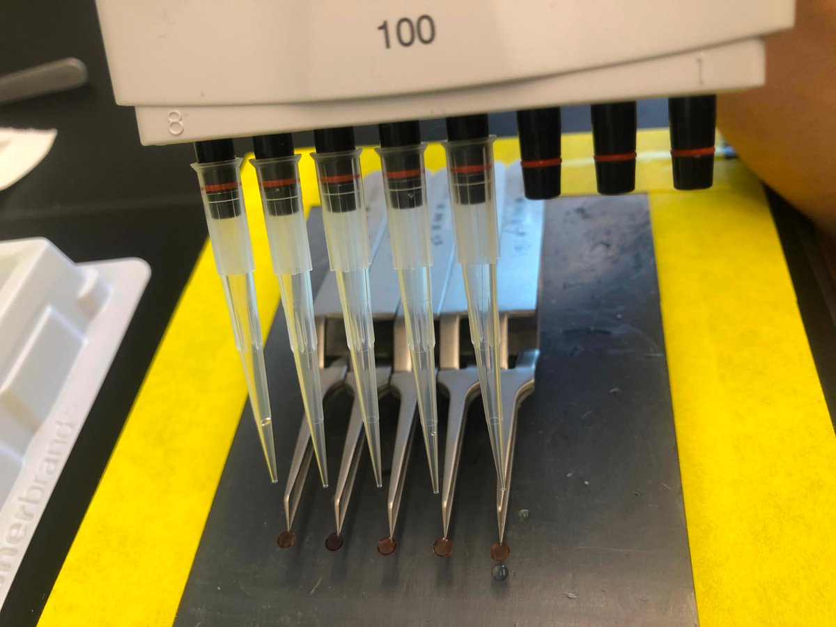 NadiaMD13's tweet photo. In case anyone did not know in the cryo world...the distance between adjacent tweezers is the same as the distance on a multichannel pipette. You are welcome. https://t.co/xOtJsahxvT