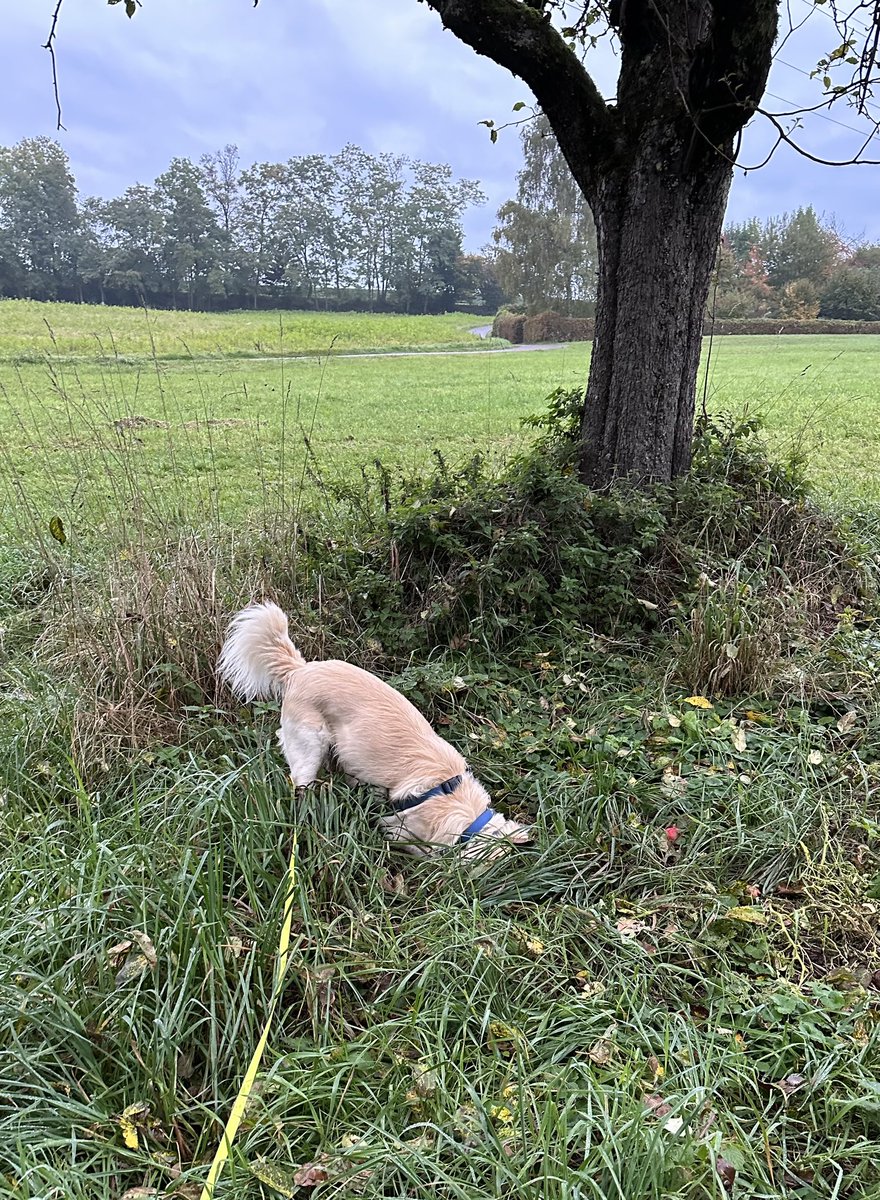 VincentMitsos's tweet photo. Herrchen meint ich wäre ein Dreckspatz. Ich meine, ich hatte Spaß! https://t.co/H3QerlyvdT