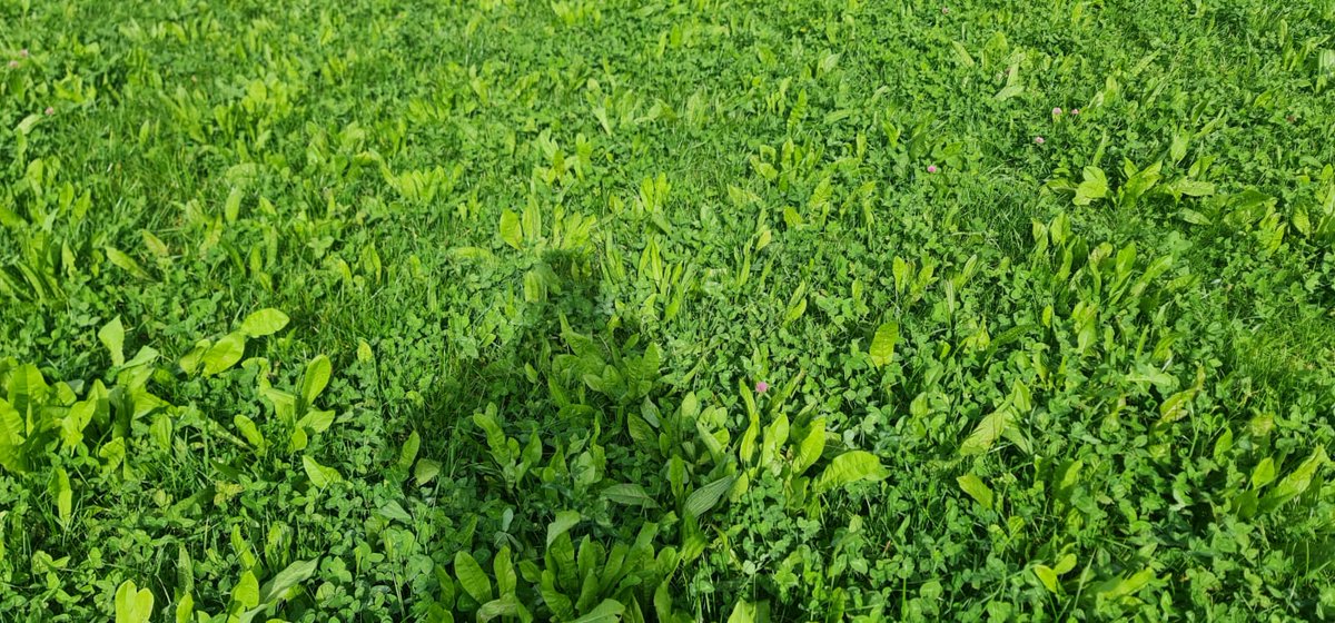 Thanks to <a href="/DevenishNutri/">Devenish</a> for hosting the <a href="/IrishFriesian/">Irish Friesian Club</a> today at their research facility at Dowth and a particular thanks to <a href="/ConnieGrace16/">Connie Grace</a> and David Dillion for giving up their time to tell us about the wonderful work they are doing  there #sustainability #CarbonNeutral #MSS